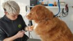 Trimsalon Elst Irene ten Pas behandeling