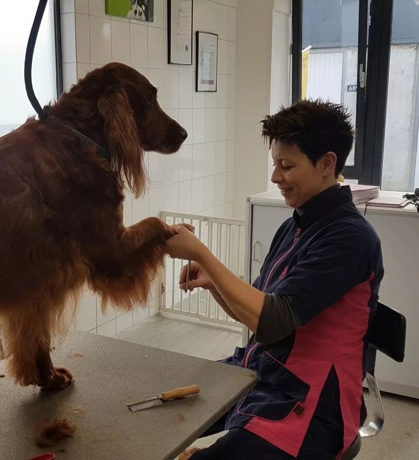 Hondentrimsalon Irene behandeling